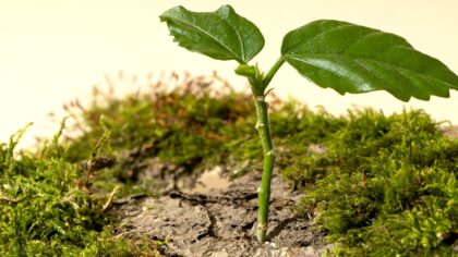 Ceux qui placent directement des arbres ou des plantes dans le sol d'une propriété municipale non dédiée au jardinage peuvent être poursuivis en justice