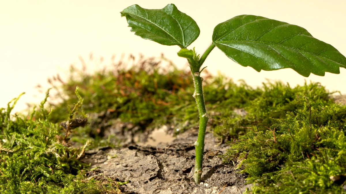 Ceux qui placent directement des arbres ou des plantes dans le sol d'une propriété municipale non dédiée au jardinage peuvent être poursuivis en justice